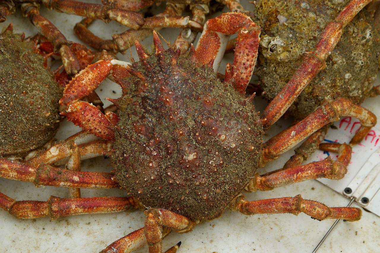 Manger une araignée de mer comment faire